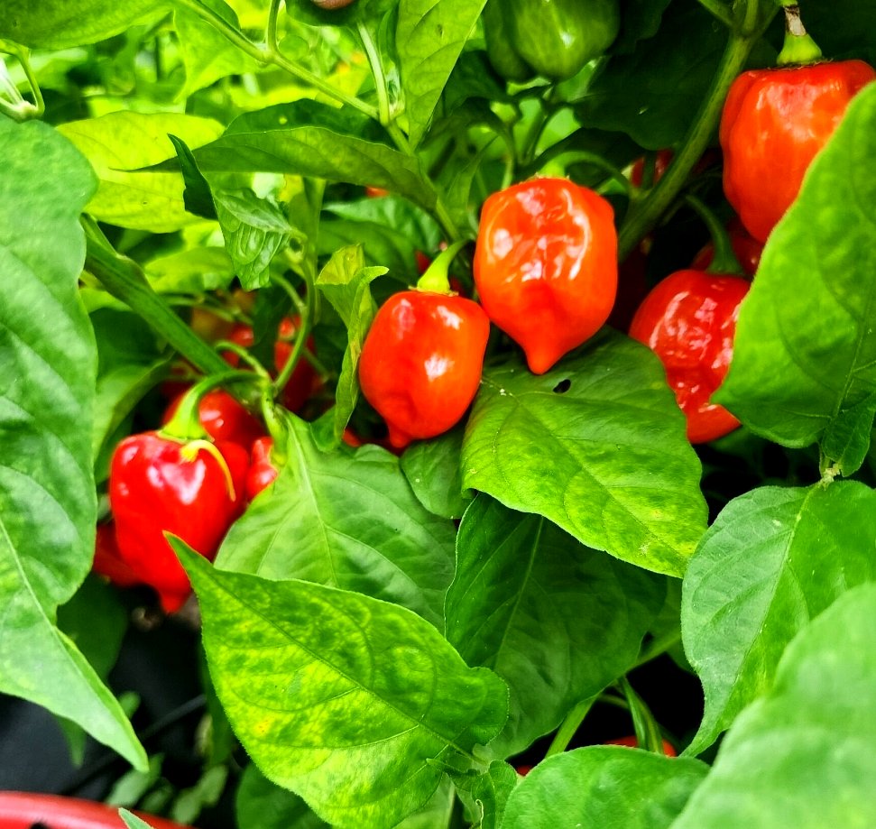 Fresh scotch bonnet and habanero peppers — Caribbean Fire Spice Blend by Atloda